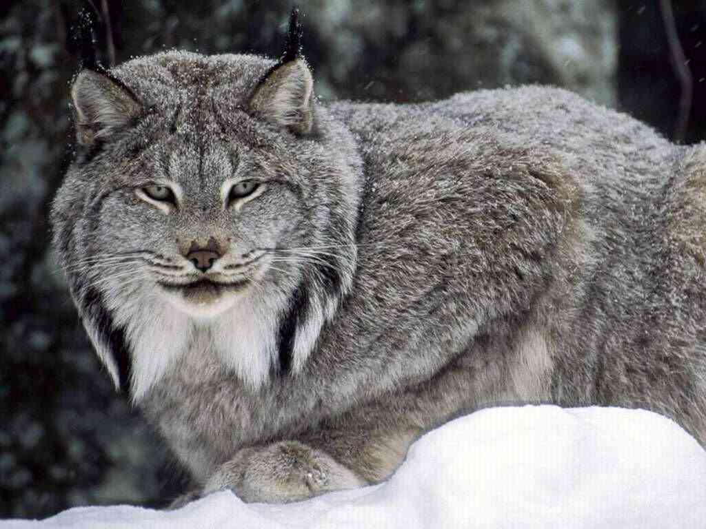 目力の強い動物たち