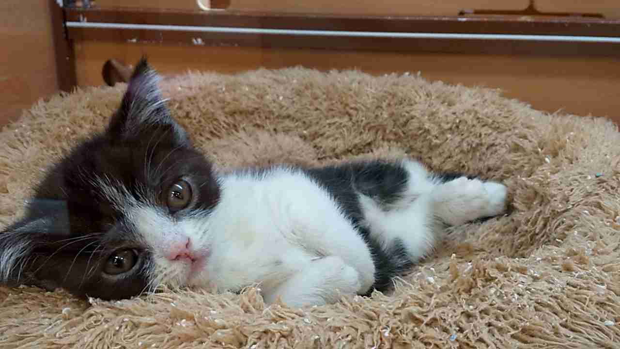 目力の強い動物たち