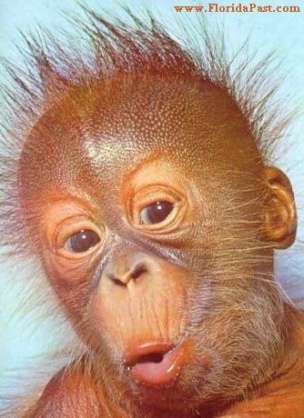 目力の強い動物たち