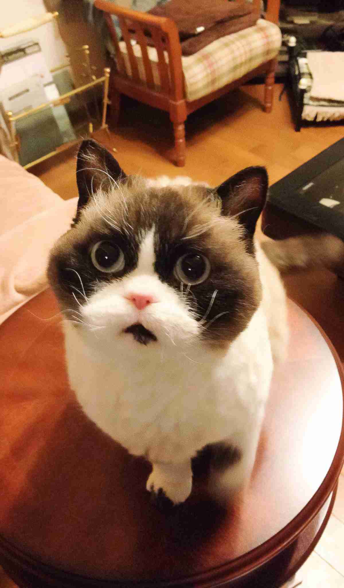 目力の強い動物たち