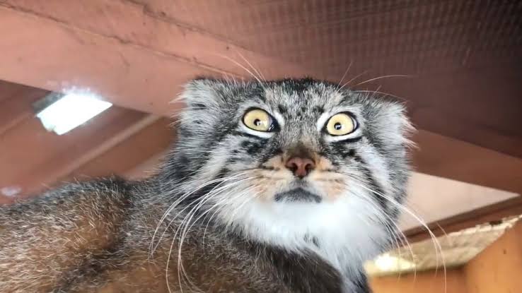 目力の強い動物たち