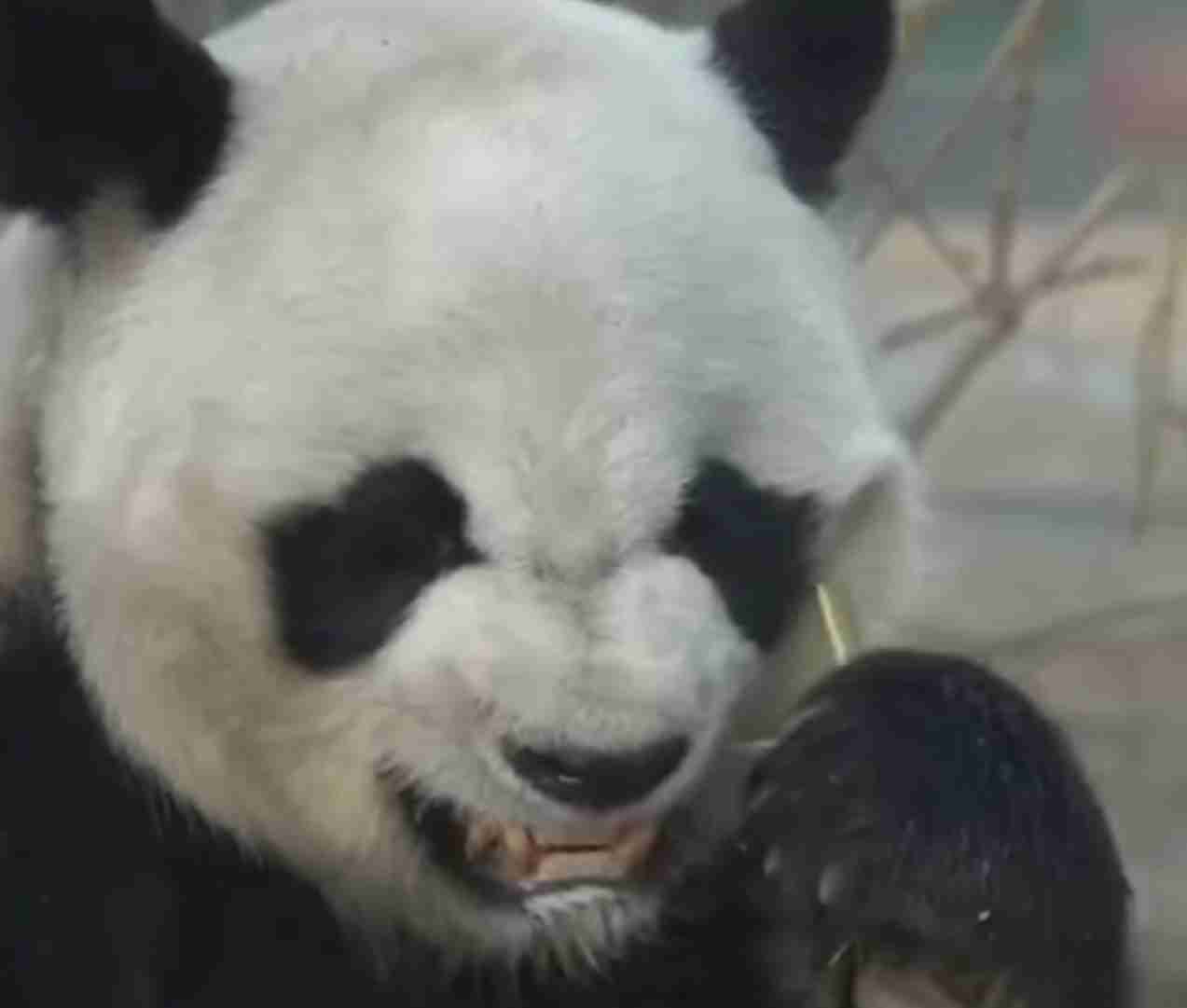 目力の強い動物たち