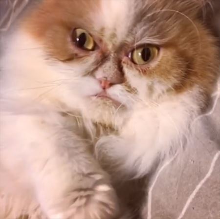 目力の強い動物たち