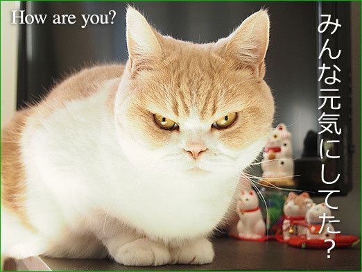 目力の強い動物たち