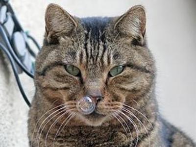 目力の強い動物たち