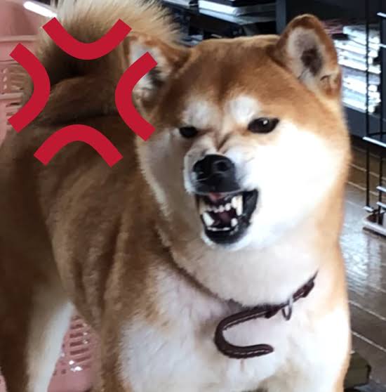 「地獄のような日々を作る犬です」手に余る保護犬の里親を探す正直すぎる広告（米）