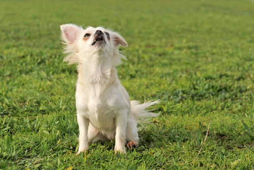 「地獄のような日々を作る犬です」手に余る保護犬の里親を探す正直すぎる広告（米）