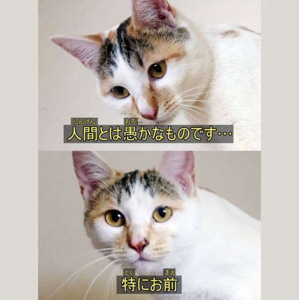 急募!煽り画像募集