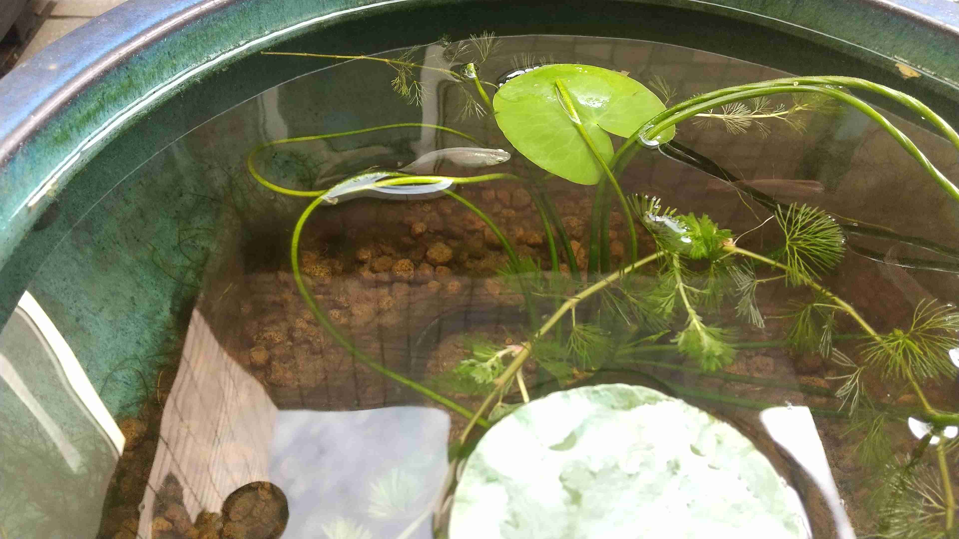メダカ飼育してる方お話しませんか?