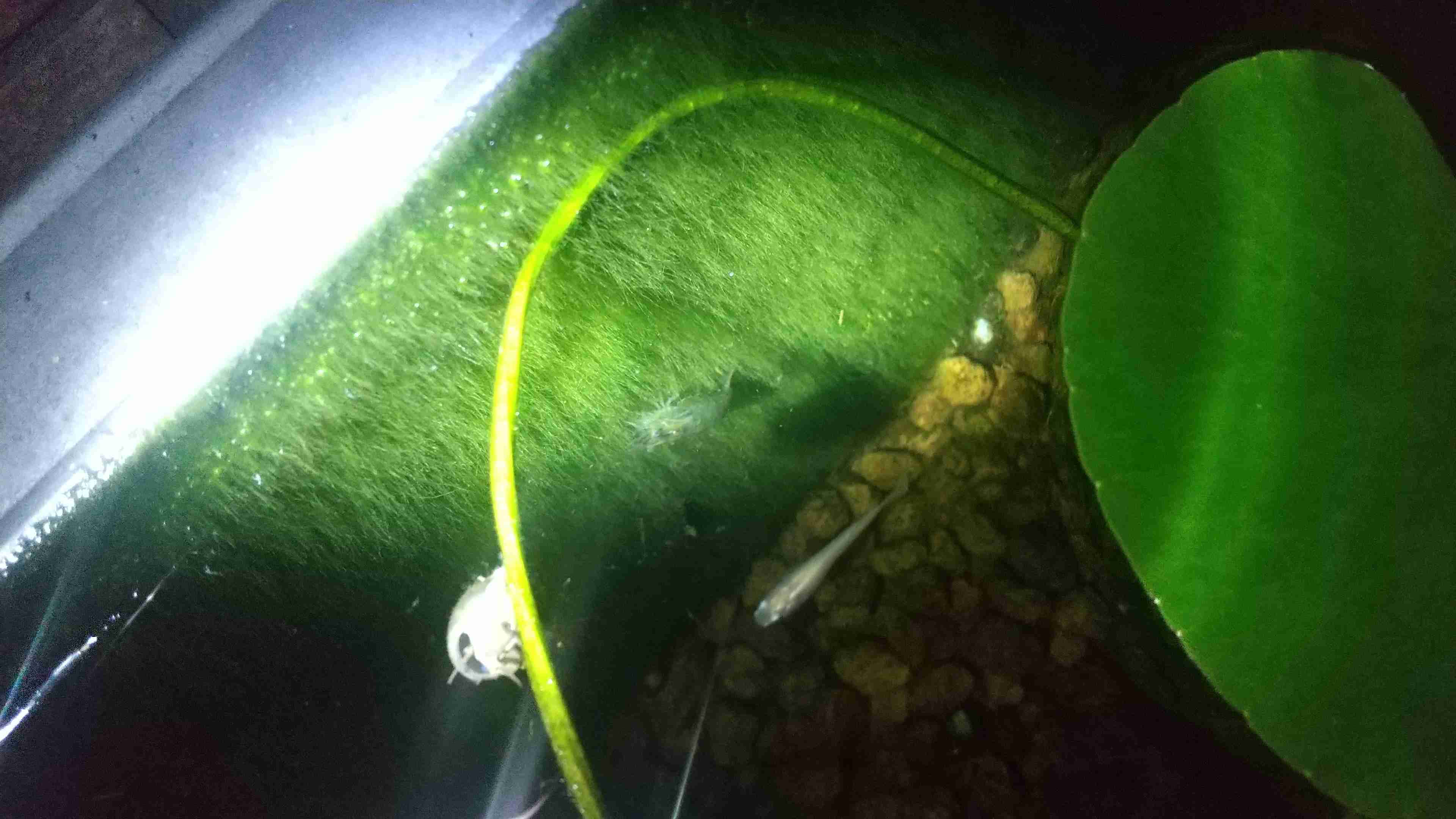 メダカ飼育してる方お話しませんか?