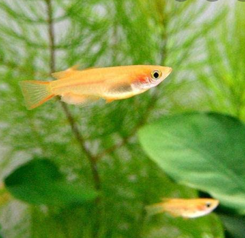 メダカ飼育してる方お話しませんか?