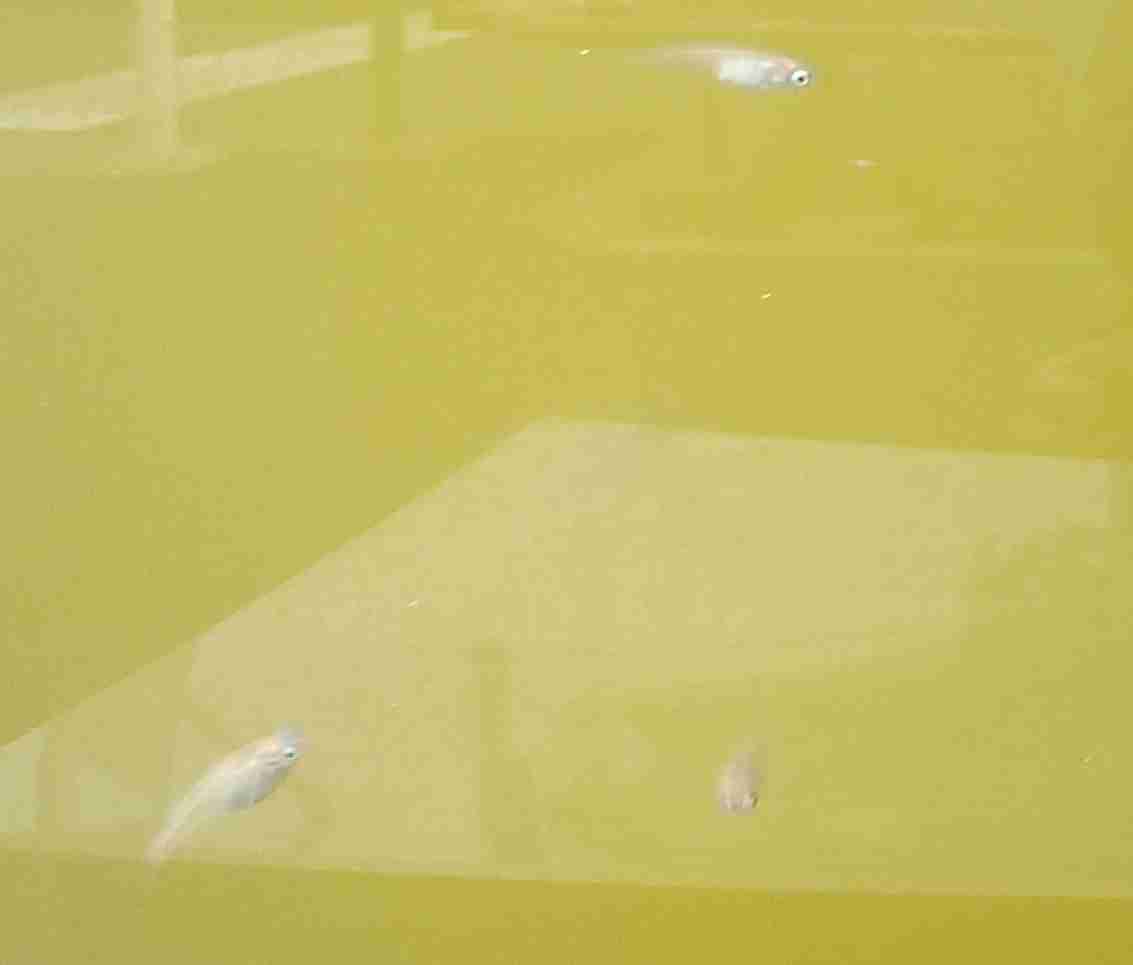 メダカ飼育してる方お話しませんか?