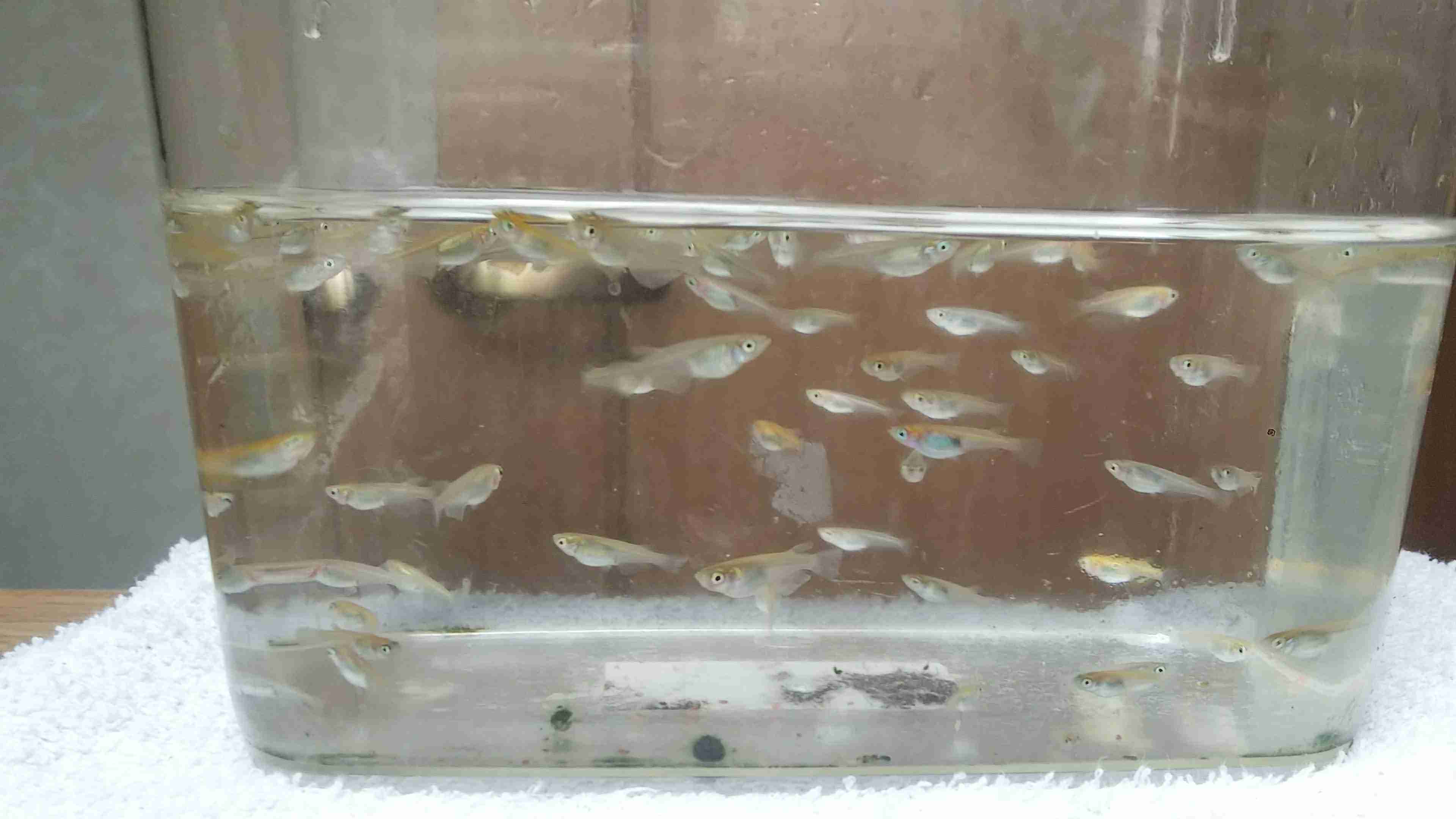 メダカ飼育してる方お話しませんか?