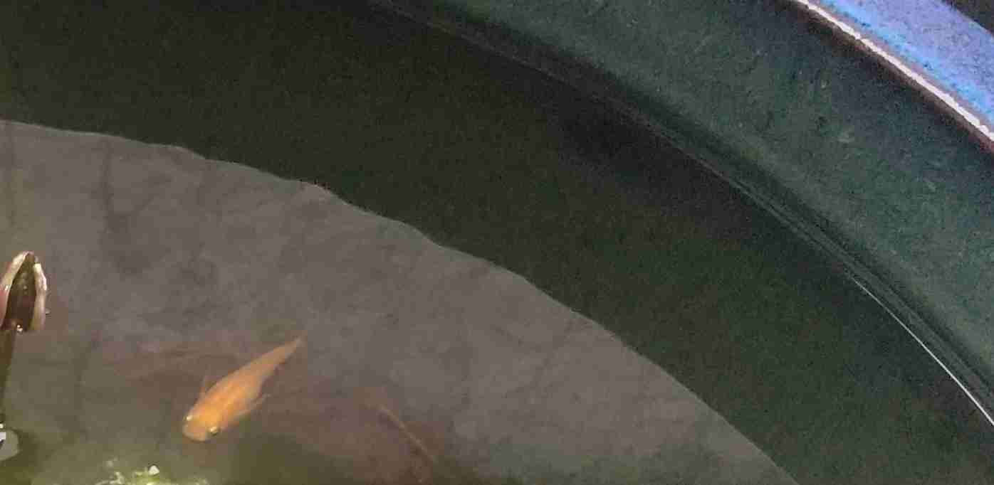 メダカ飼育してる方お話しませんか?