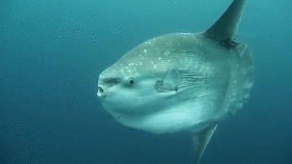 Twitter、「クラブハウス」買収で一時交渉　米報道