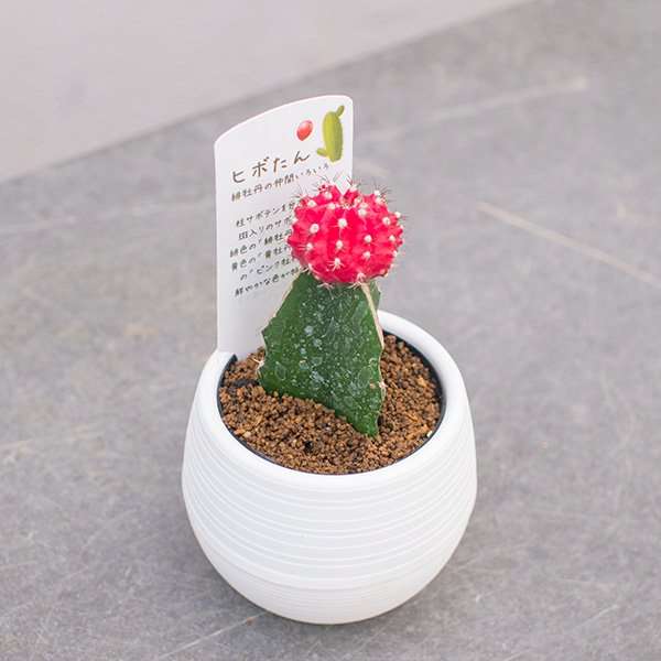 手塩にかけて“雑草”を育てる時代!? 「雑草栽培セット」が1カ月半で3000個を販売…魅力を聞いた