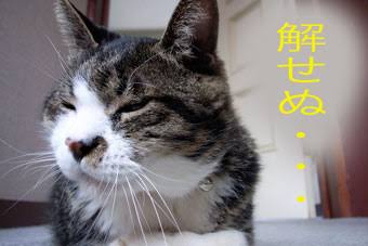 手塩にかけて“雑草”を育てる時代!? 「雑草栽培セット」が1カ月半で3000個を販売…魅力を聞いた