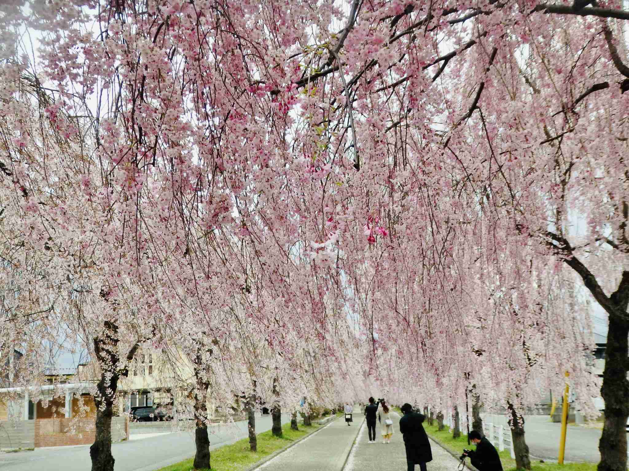 日本の3大絶景地はどこでしたか