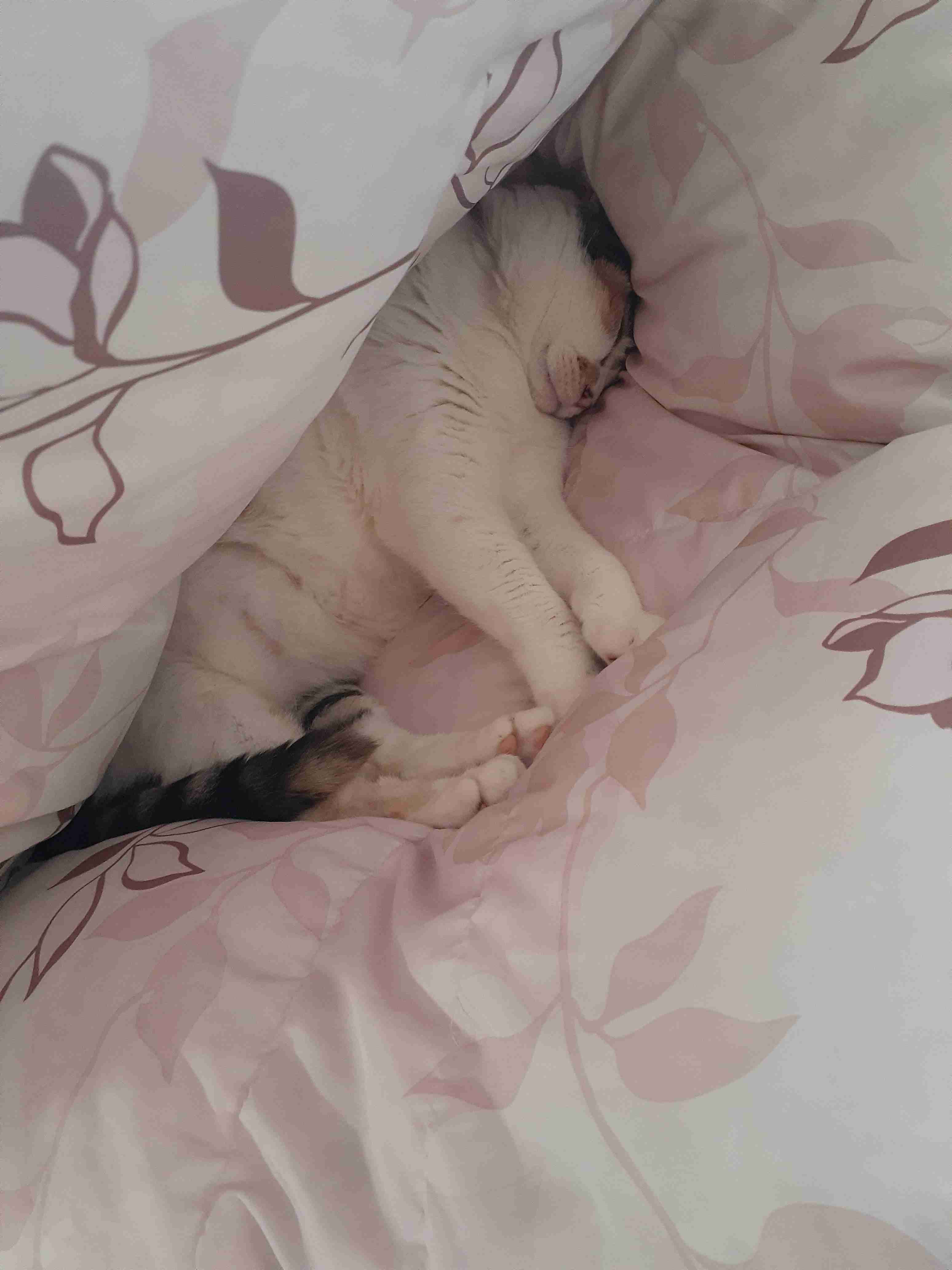 今食べてるお菓子を晒そう