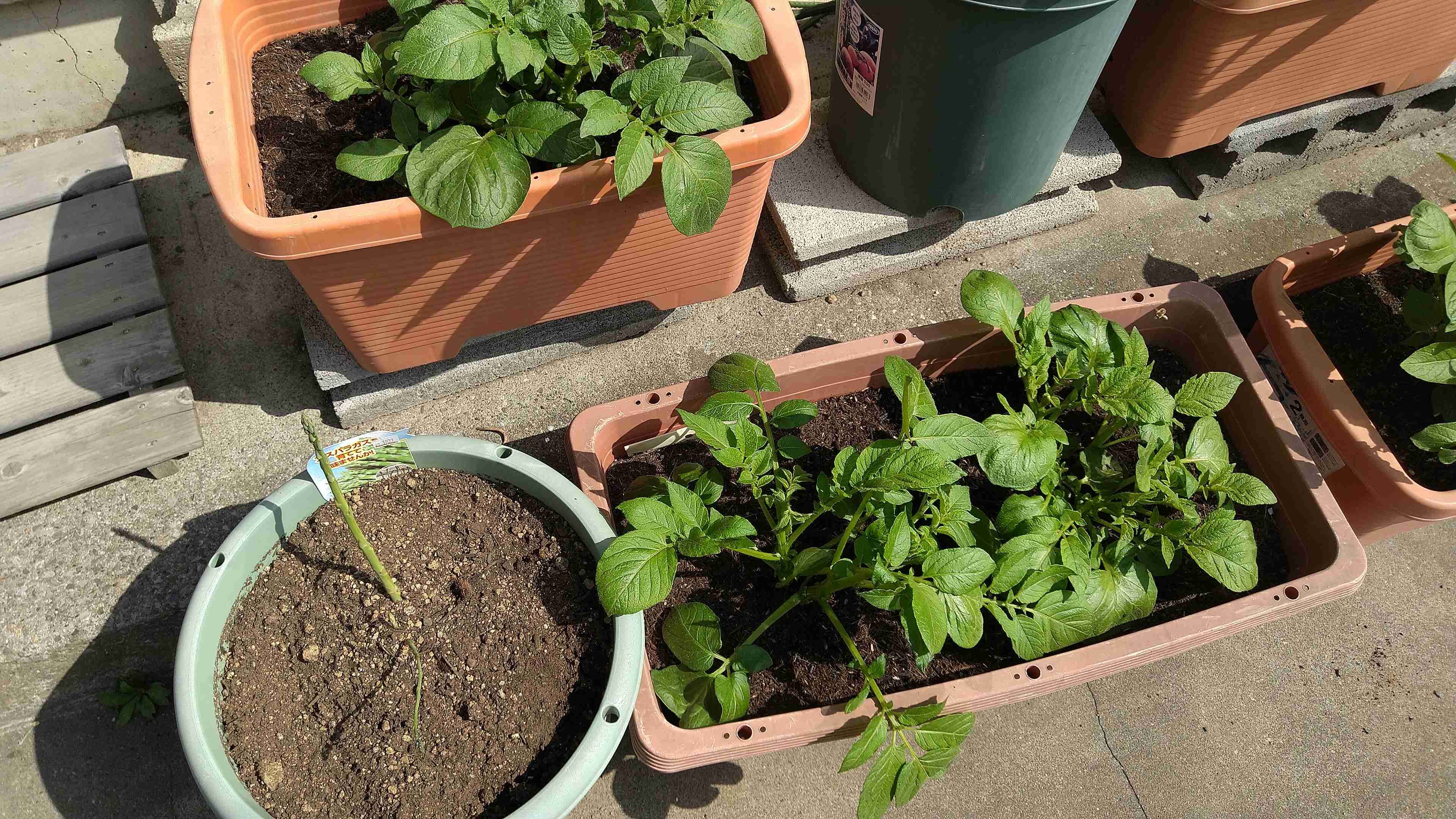 【4月】家庭菜園トピ【野菜編】