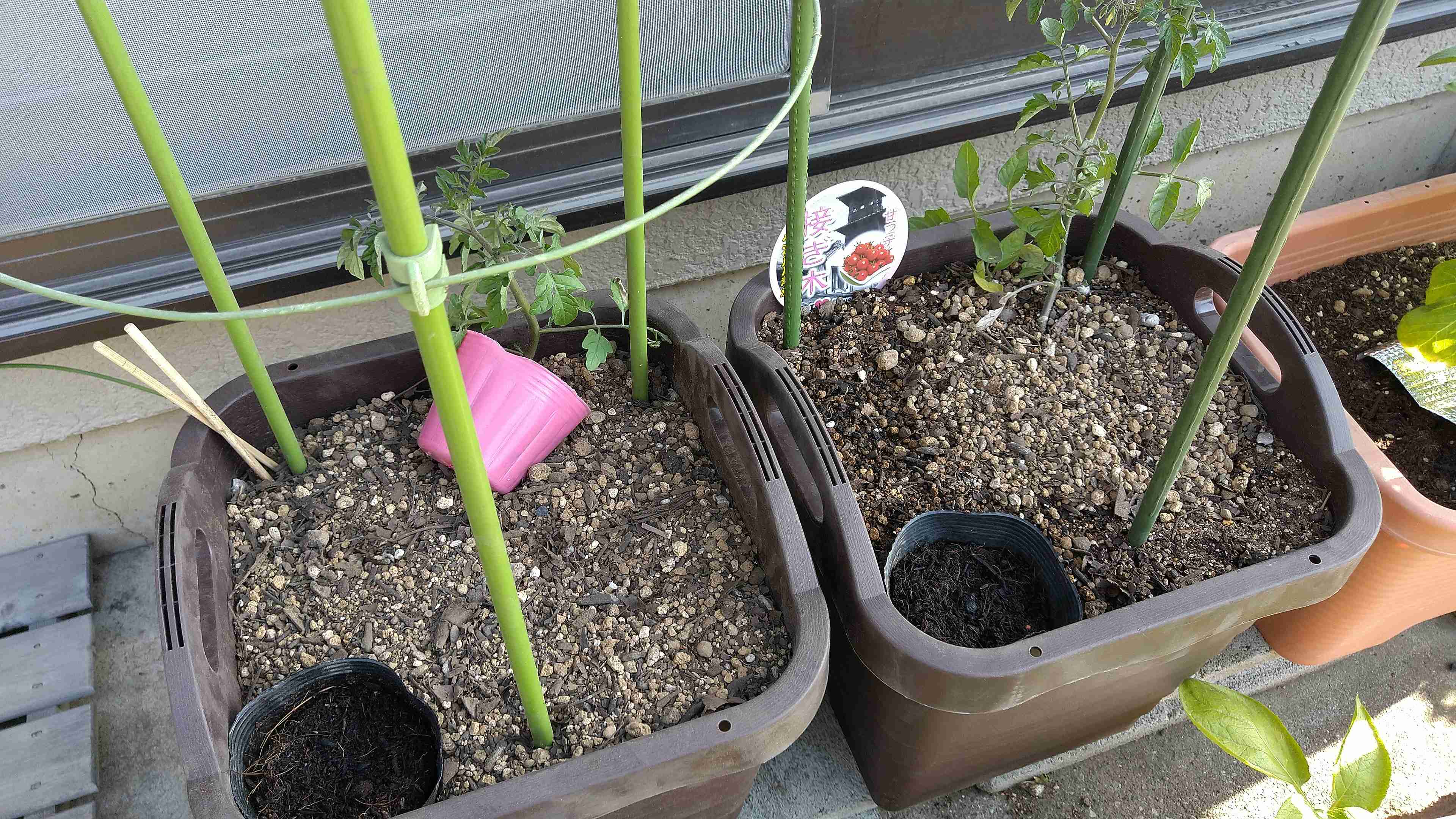 【4月】家庭菜園トピ【野菜編】