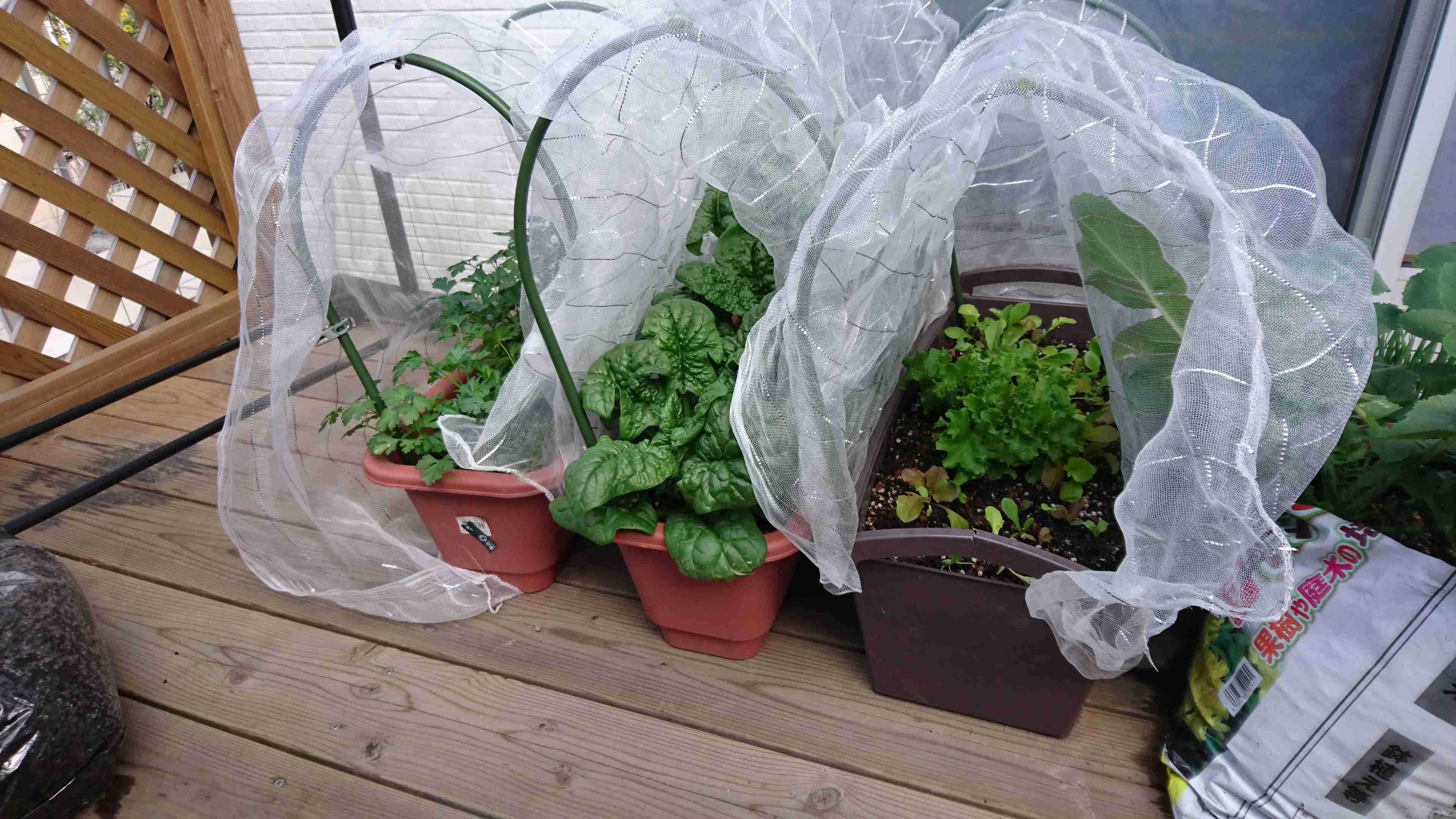 【4月】家庭菜園トピ【野菜編】