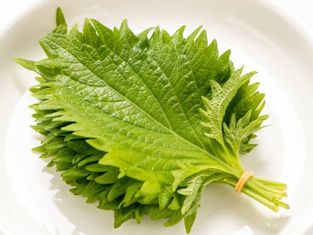 【4月】家庭菜園トピ【野菜編】