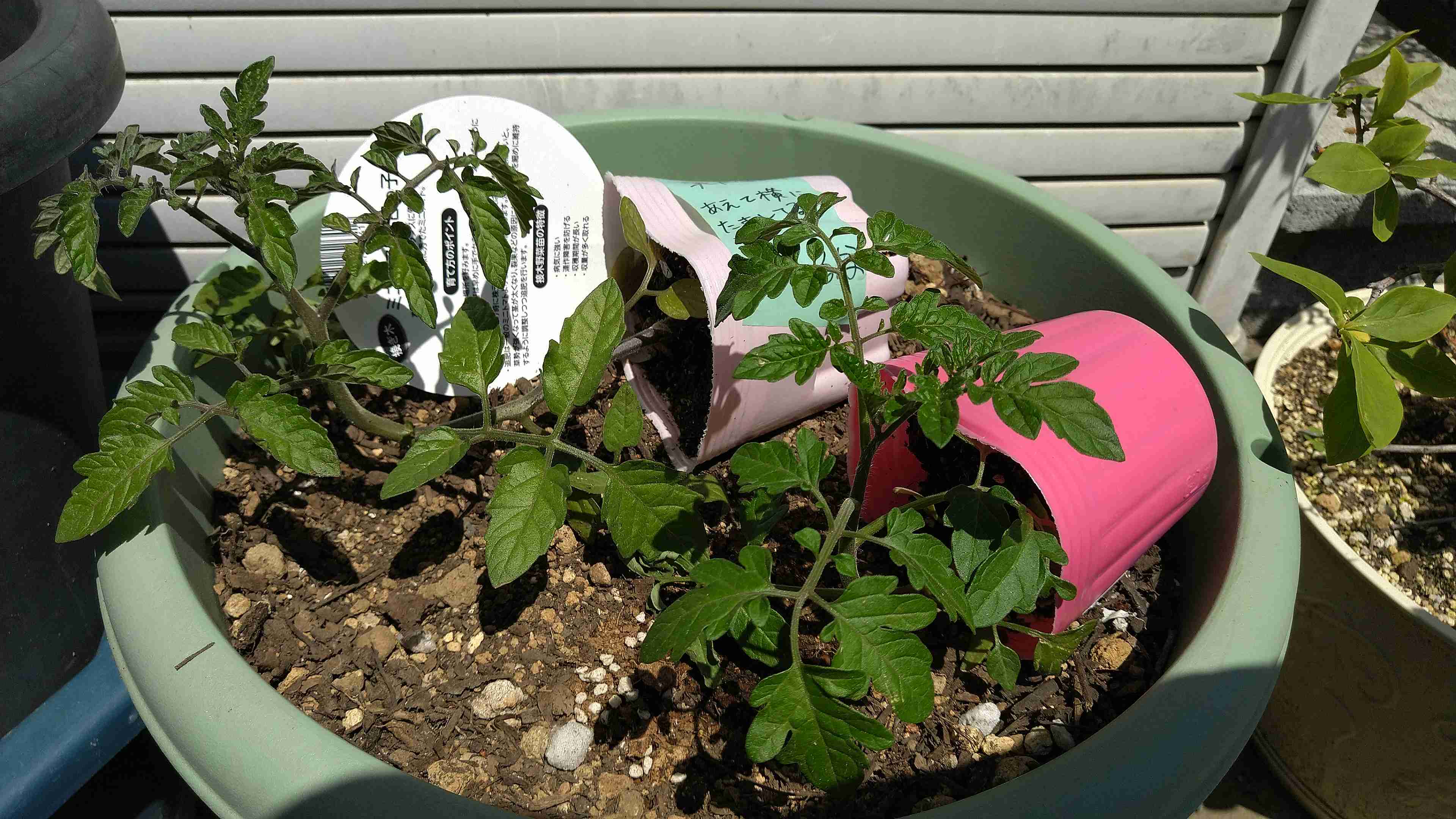 【4月】家庭菜園トピ【野菜編】