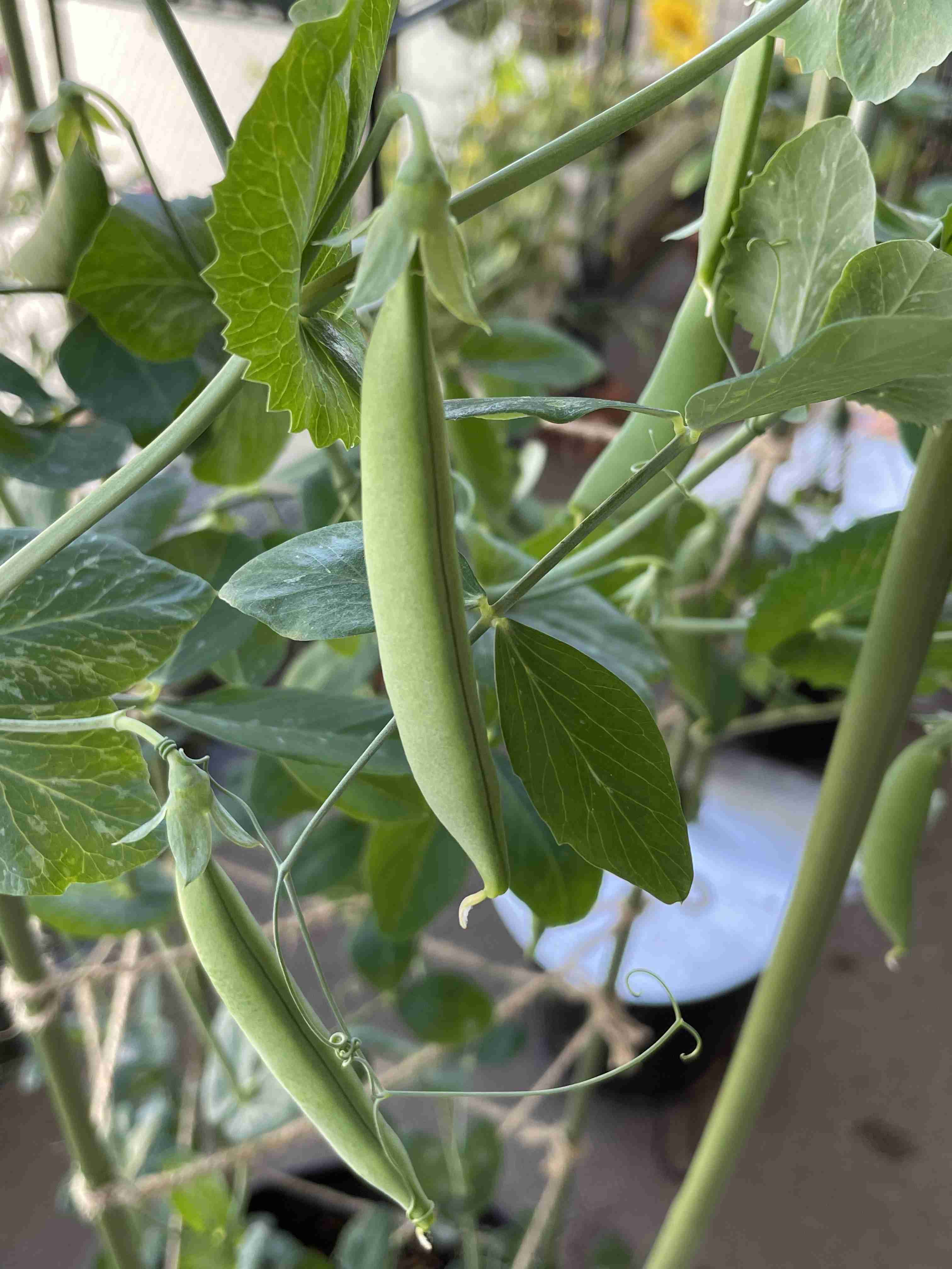 【4月】家庭菜園トピ【野菜編】