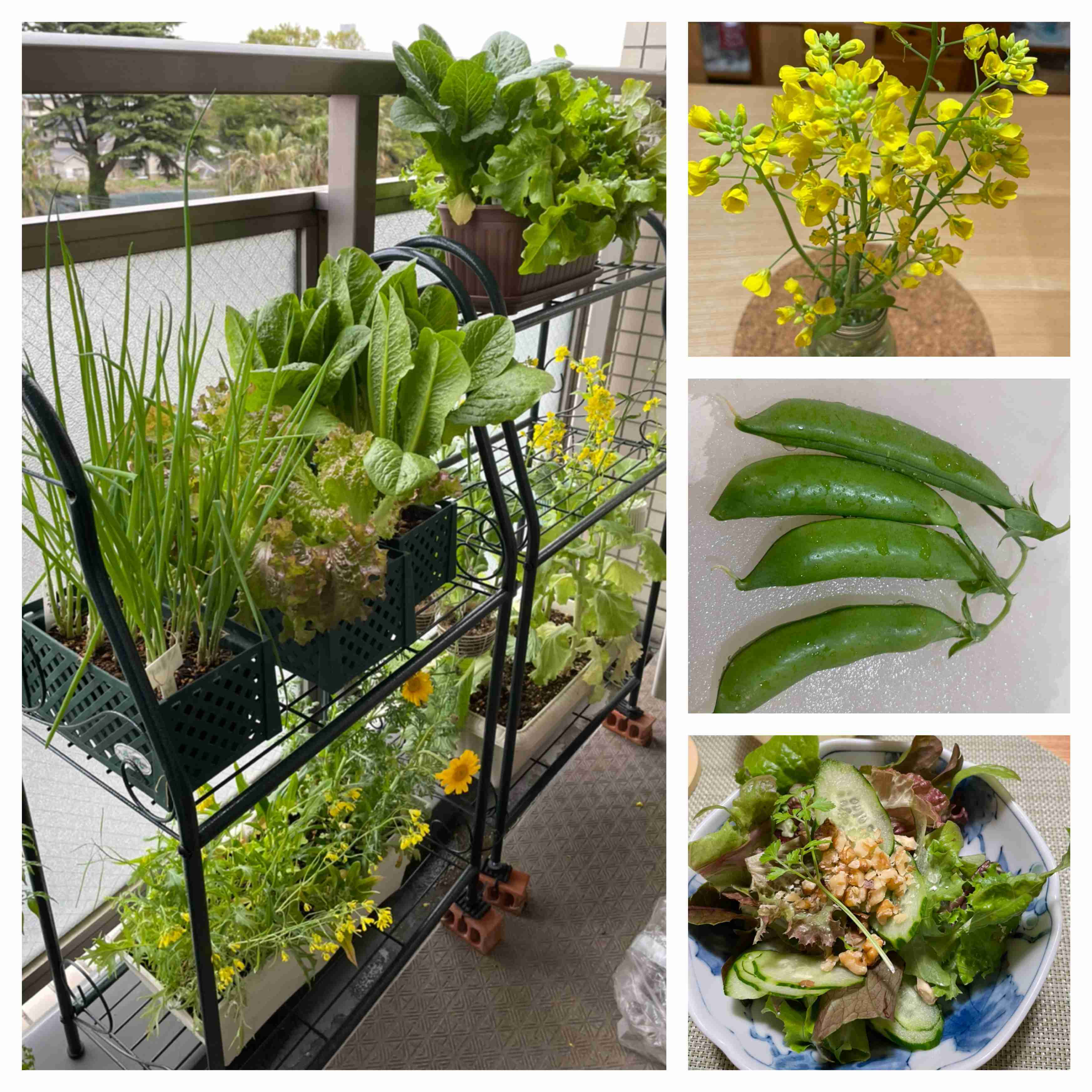 【4月】家庭菜園トピ【野菜編】