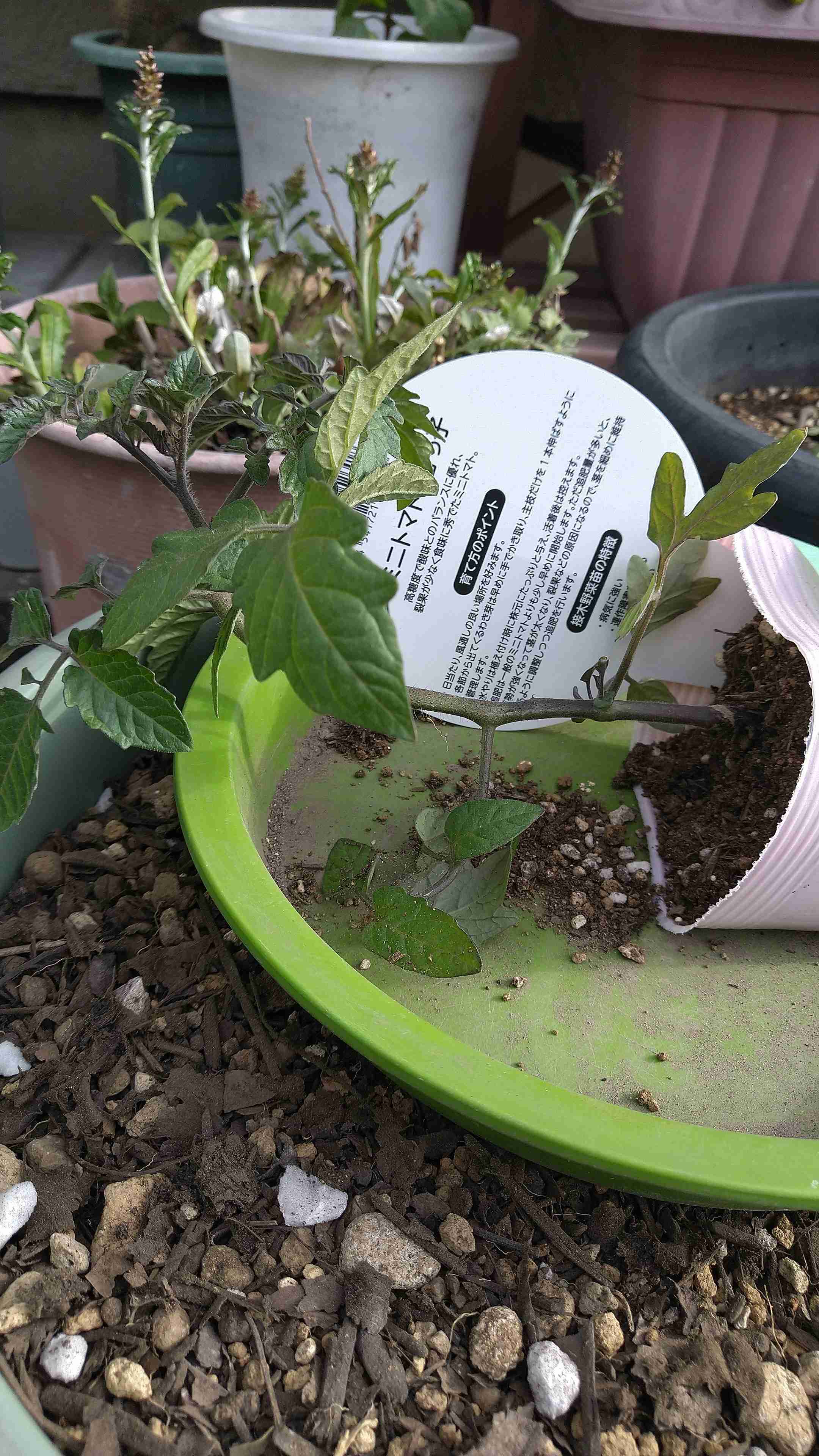 【4月】家庭菜園トピ【野菜編】
