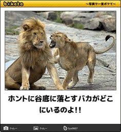 何度見ても秀逸だと思う「bokete」を貼っていくトピPart6