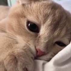ガルちゃんだなぁ…と思う時 Part2