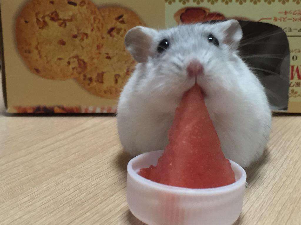 地味に笑える画像トピ