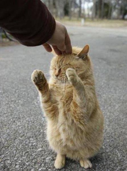 3年ぶり肉厚ビーフの新レギュラー「サムライマック」