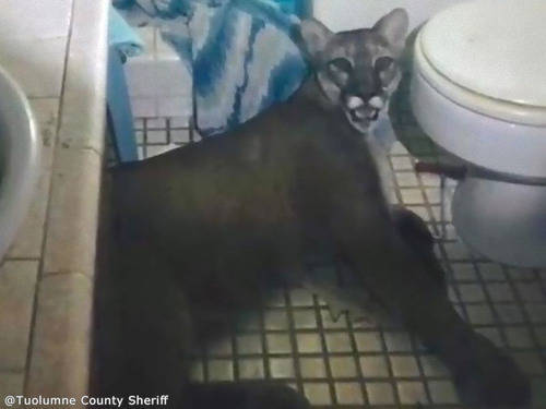 シカが走行中の学校バスに飛び込む、フロントガラス突き破り 米