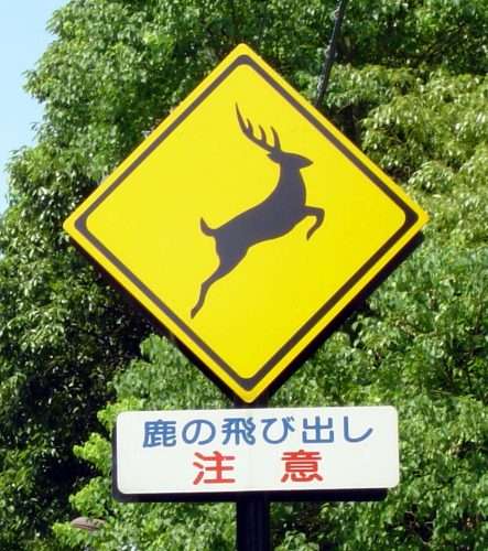 シカが走行中の学校バスに飛び込む、フロントガラス突き破り 米