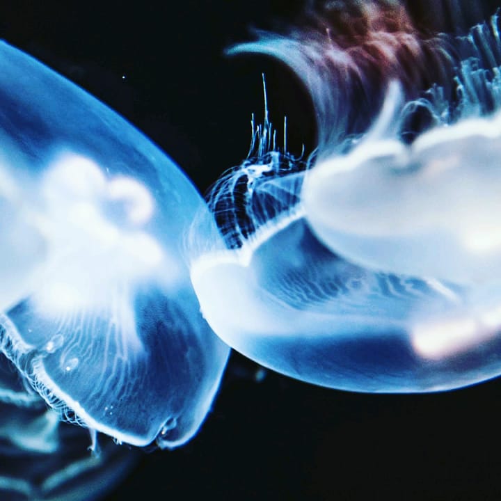 うお座の人集まれー！Part12