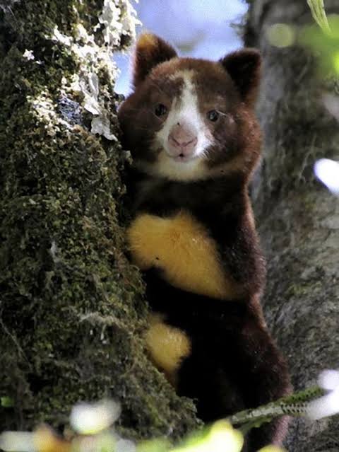 木登りしている動物の画像ください