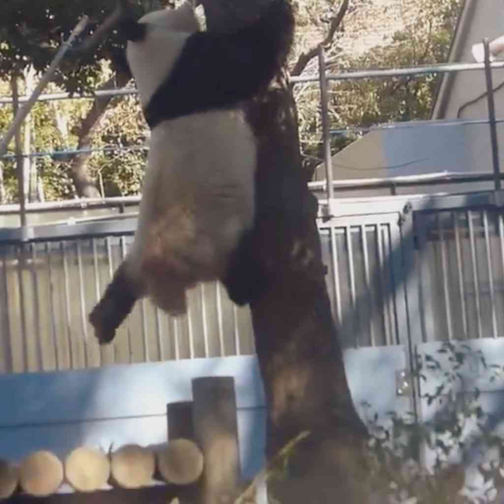 木登りしている動物の画像ください