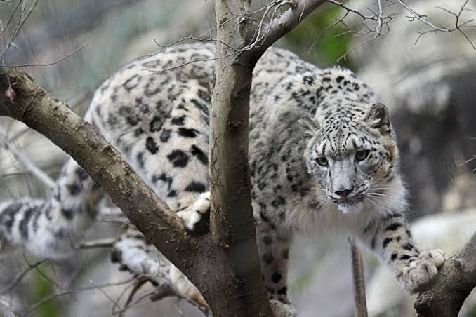 木登りしている動物の画像ください