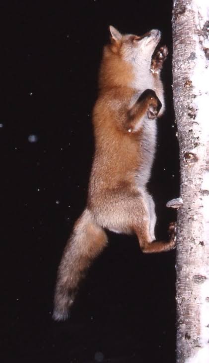 木登りしている動物の画像ください
