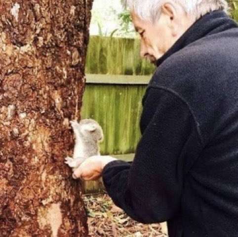 木登りしている動物の画像ください