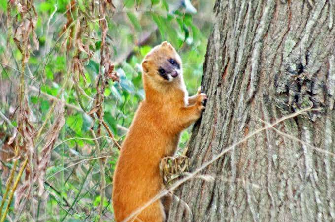 木登りしている動物の画像ください
