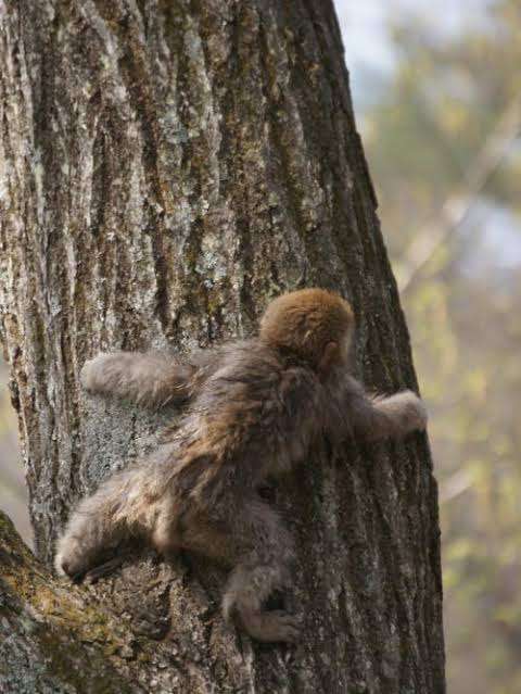木登りしている動物の画像ください