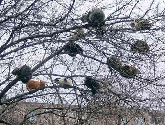 木登りしている動物の画像ください