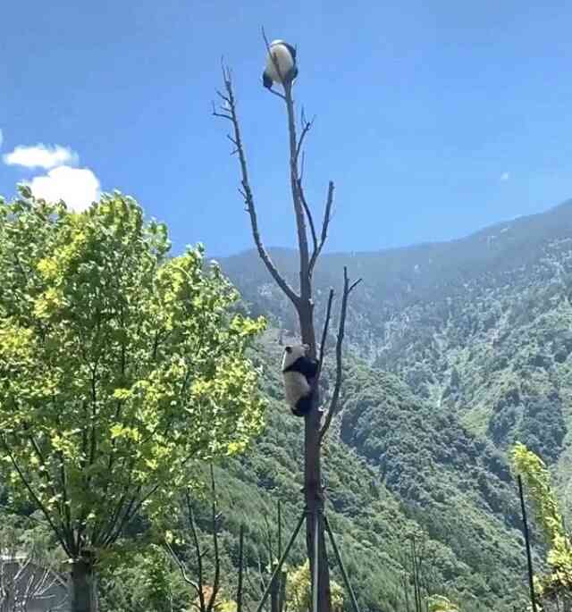 木登りしている動物の画像ください