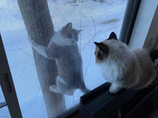 木登りしている動物の画像ください