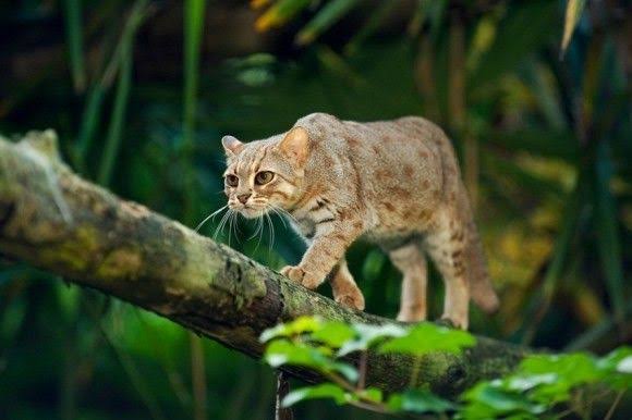 木登りしている動物の画像ください