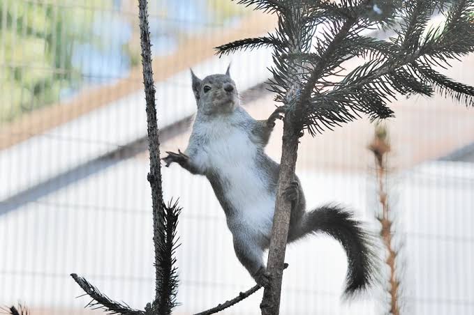 木登りしている動物の画像ください